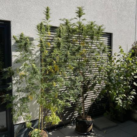 Mentha de Croco Fern-Type - TerpyZ