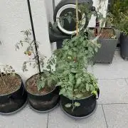 Tomatoes Sunviva / Primabella Outdoor