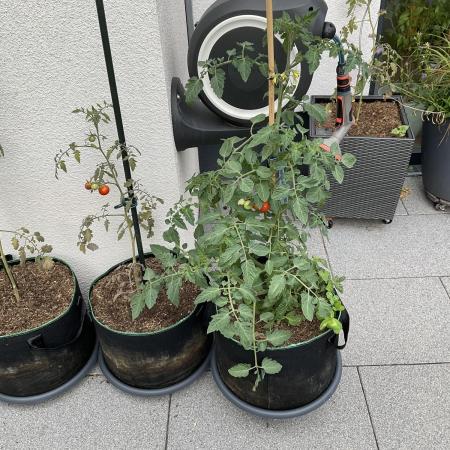 Tomatoes Sunviva / Primabella Outdoor