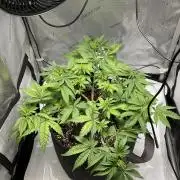 Blueberry pancakes indoor HSC