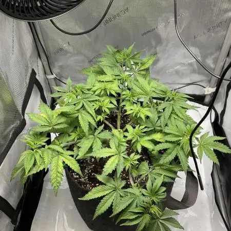 Blueberry pancakes indoor HSC