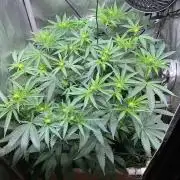 Cherry limeade Doja in living soil