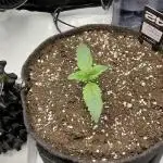 Strawberry Gorilla indoor FastBuds