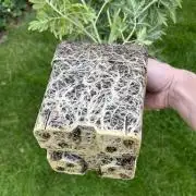Mentha de Croco Fern-Type - TerpyZ