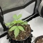 Blueberry pancakes indoor HSC