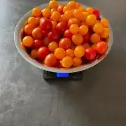 Tomatoes Sunviva / Primabella Outdoor