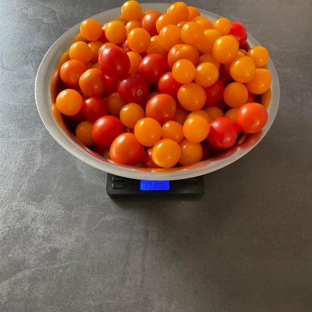 Tomatoes Sunviva / Primabella Outdoor