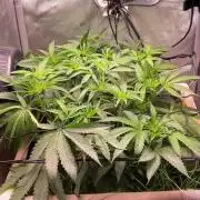 Cherry limeade Doja in living soil