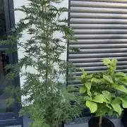 Mentha de Croco Fern-Type - TerpyZ