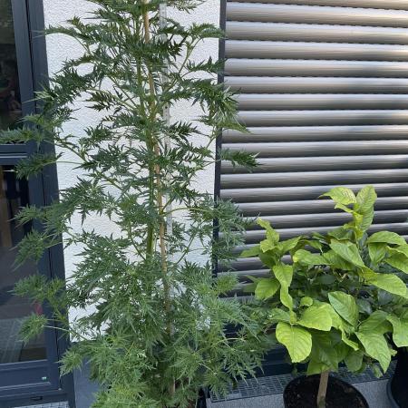 Mentha de Croco Fern-Type - TerpyZ