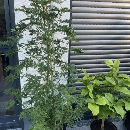 Mentha de Croco Fern-Type - TerpyZ