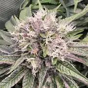 Cherry limeade Doja in living soil