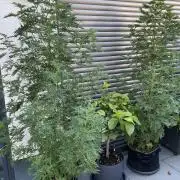 Mentha de Croco Fern-Type - TerpyZ
