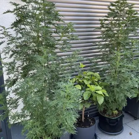 Mentha de Croco Fern-Type - TerpyZ