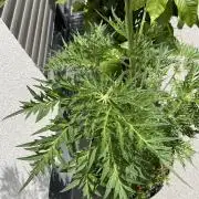 Mentha de Croco Fern-Type - TerpyZ