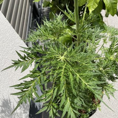 Mentha de Croco Fern-Type - TerpyZ