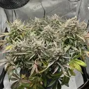 Strawberry Gorilla indoor FastBuds