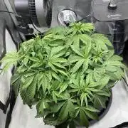 Strawberry Gorilla indoor FastBuds