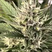 Strawberry Gorilla indoor FastBuds