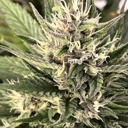 Strawberry Gorilla indoor FastBuds