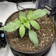 Strawberry Gorilla indoor FastBuds