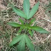 Cherry limeade Doja in living soil