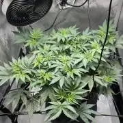 Blueberry pancakes indoor HSC