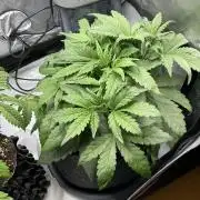 Strawberry Gorilla indoor FastBuds