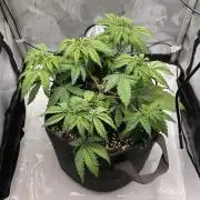 Blueberry pancakes indoor HSC