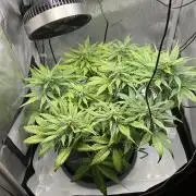 Strawberry Gorilla indoor FastBuds
