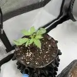 Blueberry pancakes indoor HSC