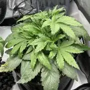 Strawberry Gorilla indoor FastBuds