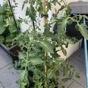 Tomatoes Sunviva / Primabella Outdoor