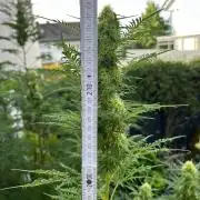 Mentha de Croco Fern-Type - TerpyZ