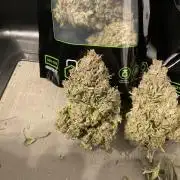 Strawberry Gorilla indoor FastBuds