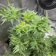 Mentha de Croco Fern-Type - TerpyZ
