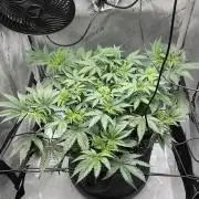 Blueberry pancakes indoor HSC