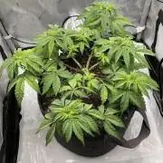 Blueberry pancakes indoor HSC