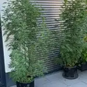 Mentha de Croco Fern-Type - TerpyZ