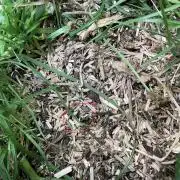 Cherry limeade Doja in living soil