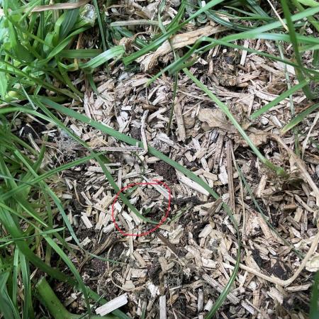Cherry limeade Doja in living soil