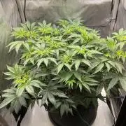 Blueberry pancakes indoor HSC