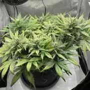 Strawberry Gorilla indoor FastBuds