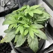 Strawberry Gorilla indoor FastBuds