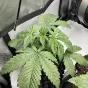 Blueberry pancakes indoor HSC