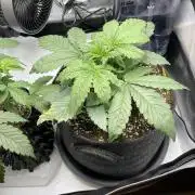 Strawberry Gorilla indoor FastBuds