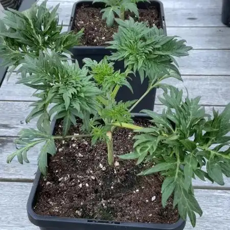 Mentha de Croco Fern-Type - TerpyZ