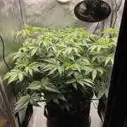 Blueberry pancakes indoor HSC