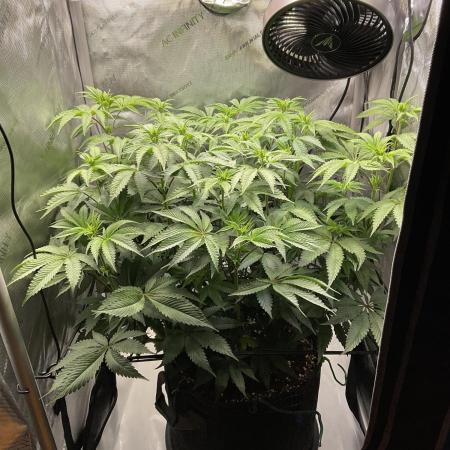 Blueberry pancakes indoor HSC