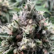 Cherry limeade Doja in living soil